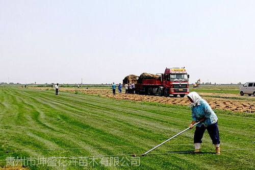 山东工厂绿化草坪,小区绿化草坪栽植施工,山东草坪批发