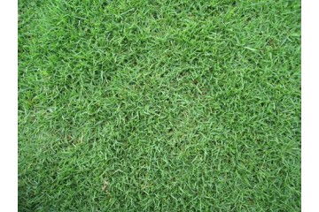 上海夏威夷草之想要草坪更好的生长需要注意哪些