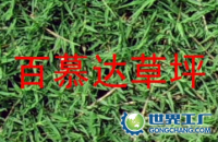 天堂草(百慕大草坪)[供应]_天堂草(百慕大草坪)价格_天堂草(百慕大草坪)厂家_